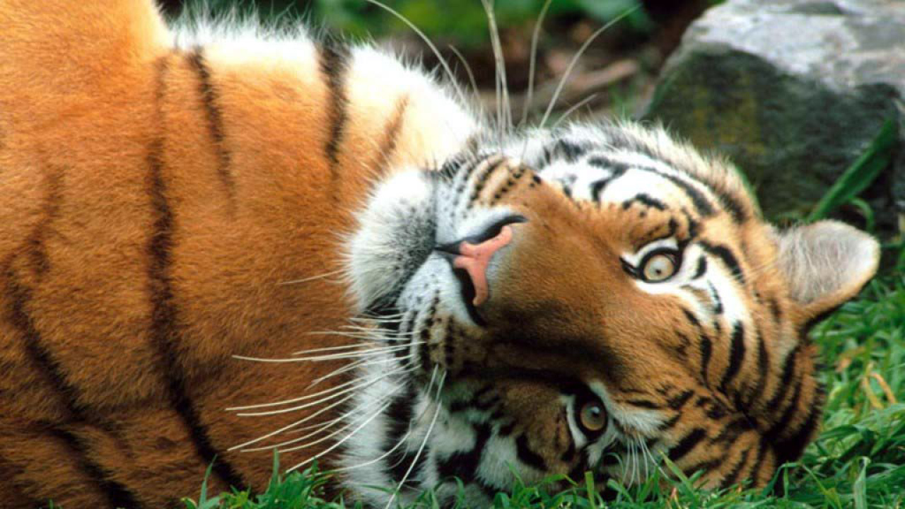 Тигр на спине