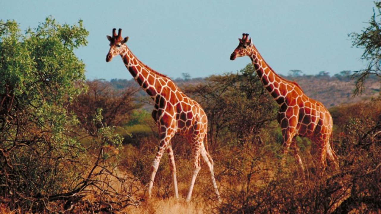 Жирафы в африке