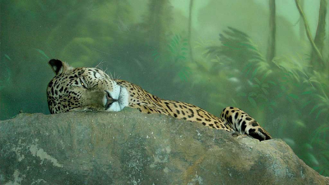 Гепард в джунглях