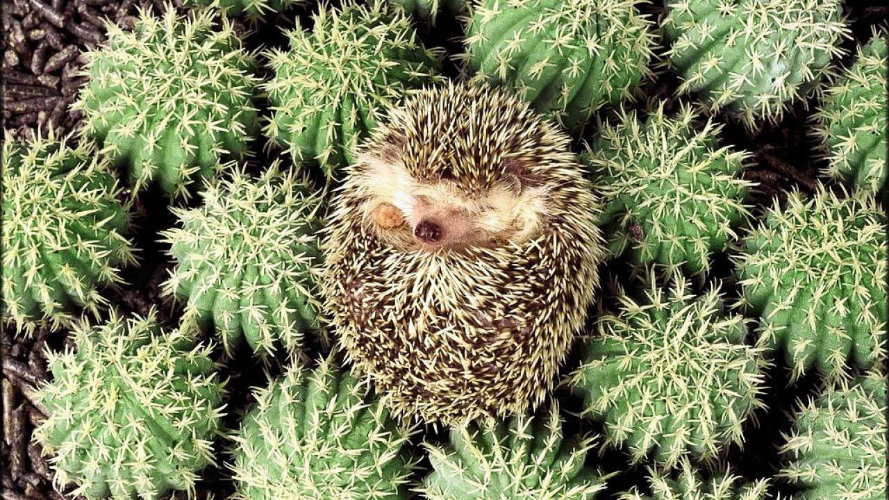 Ежик в колючках