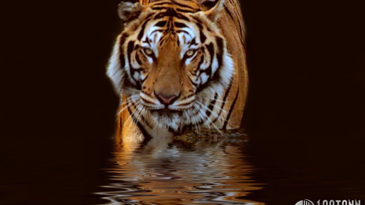 Тигр в воде