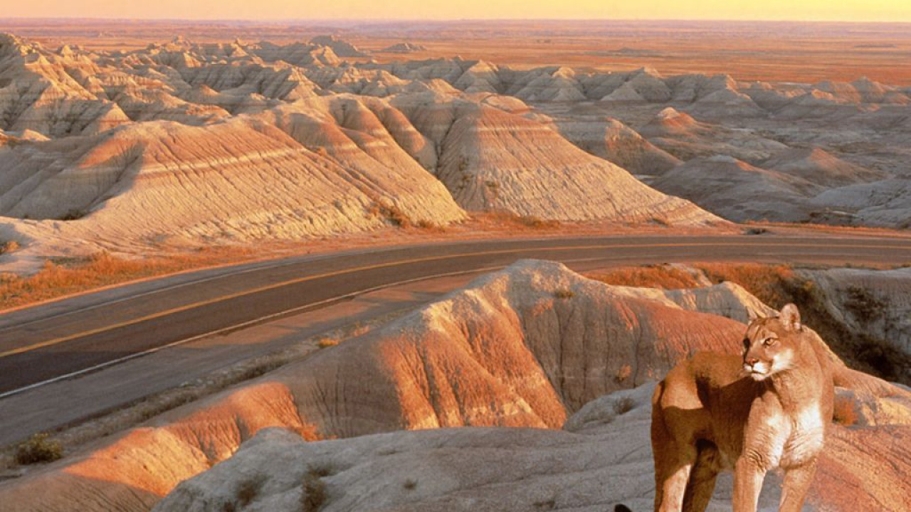 Львица красавица