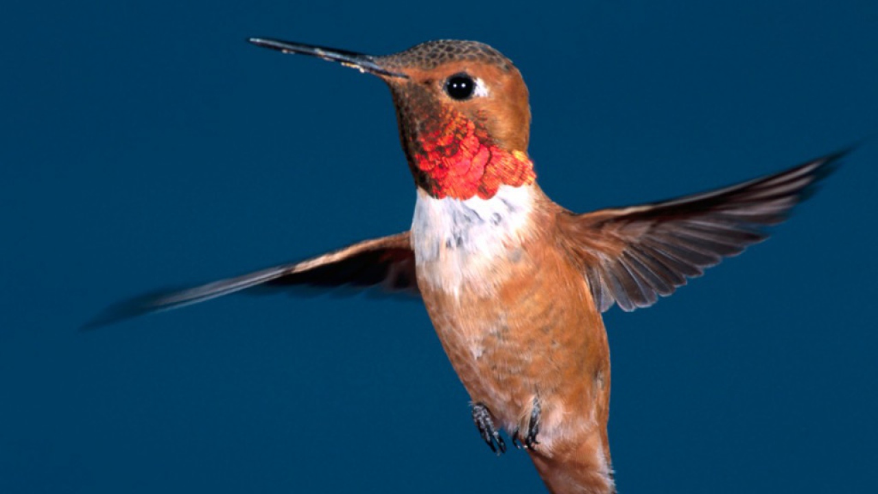 Маленькая птичка