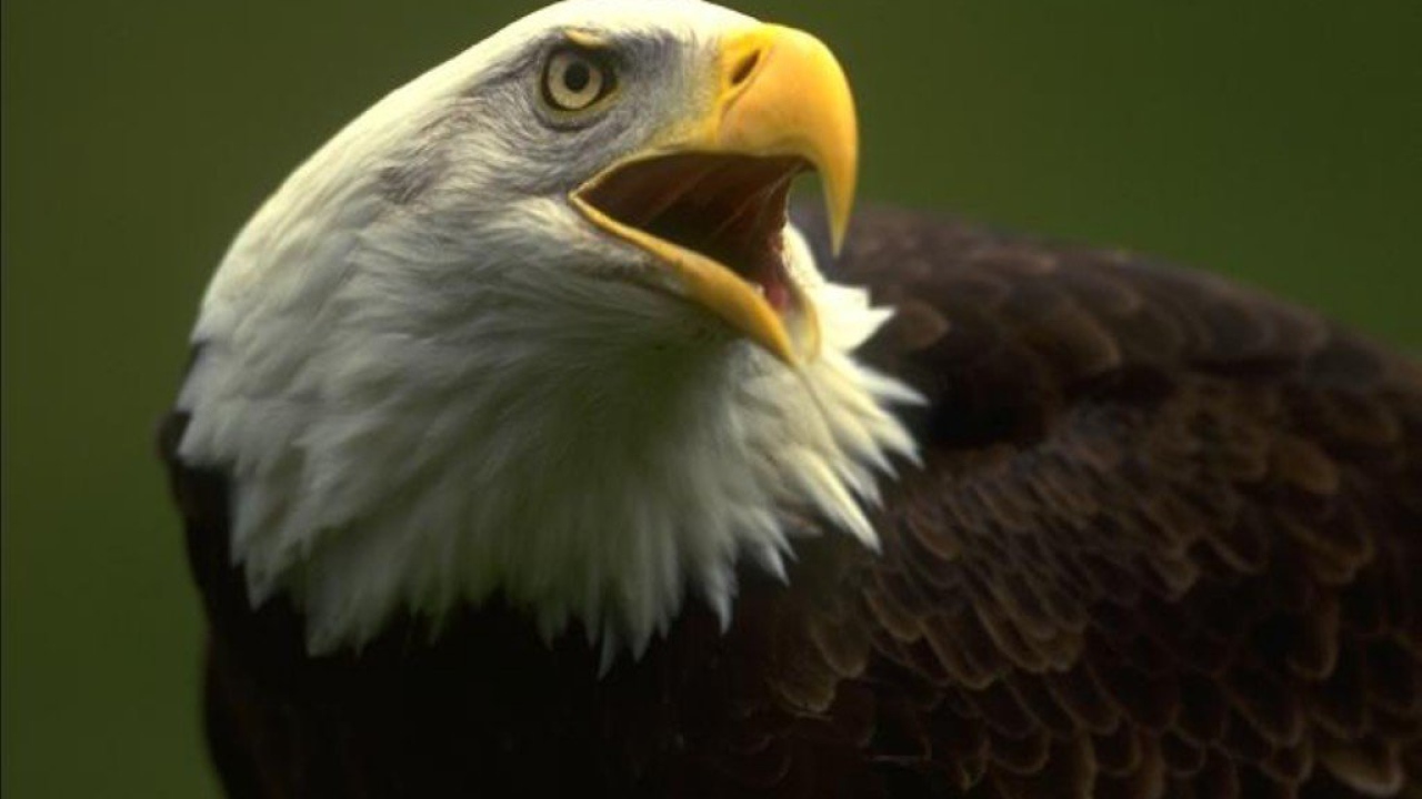 Орёл птица хищная