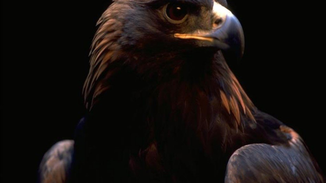 Орлиный взгляд