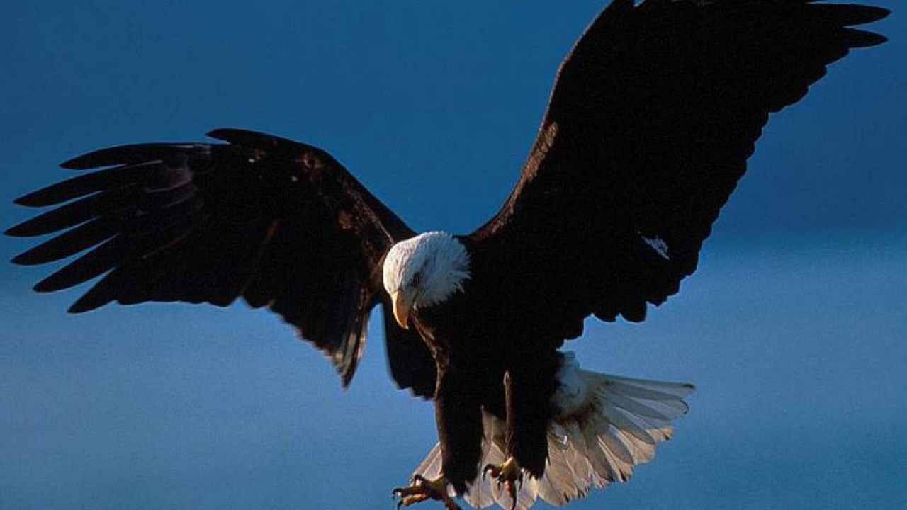 Орёл нападает на жертву