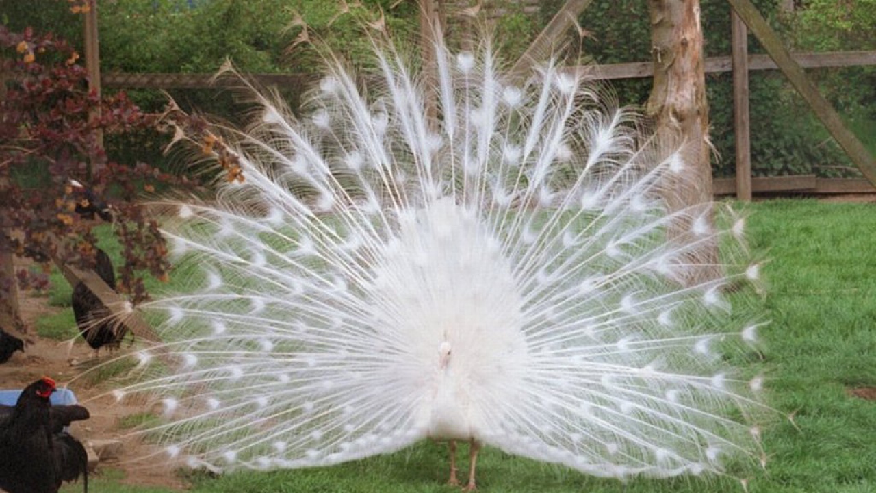 Белый павлин