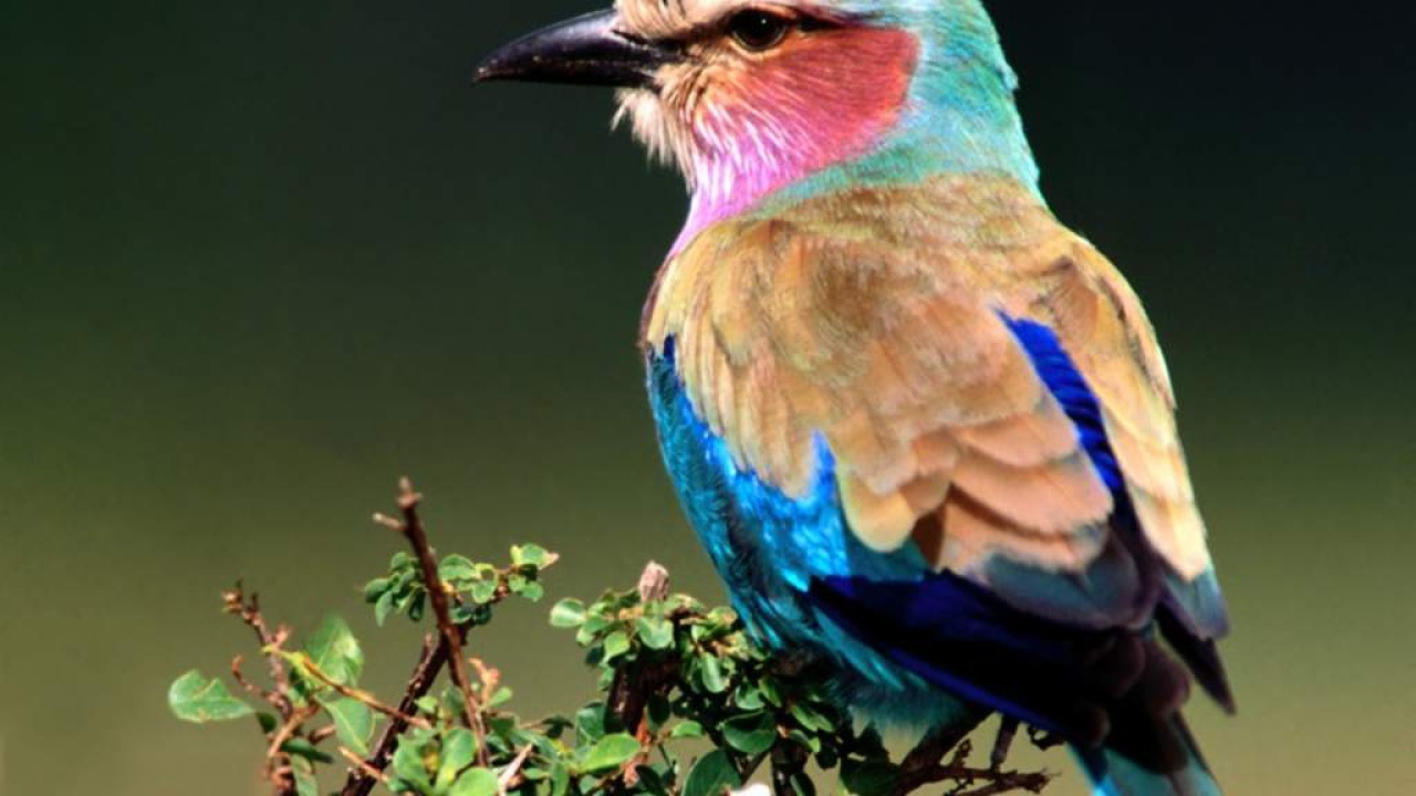 Птичка на ветке