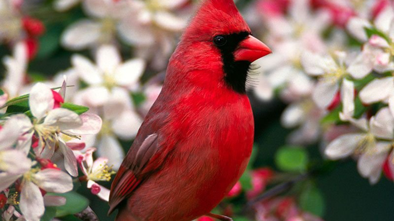 Птица с красным хохолком