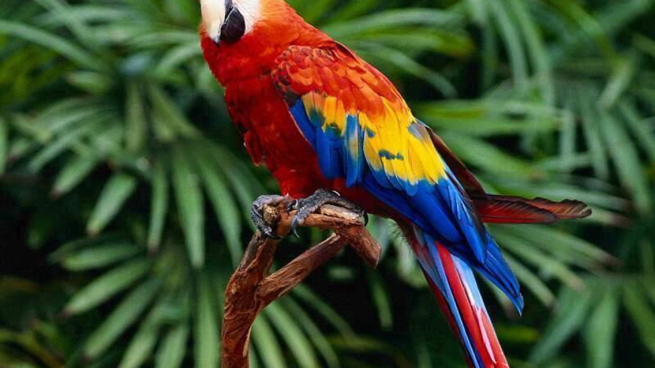 Попугай на ветке