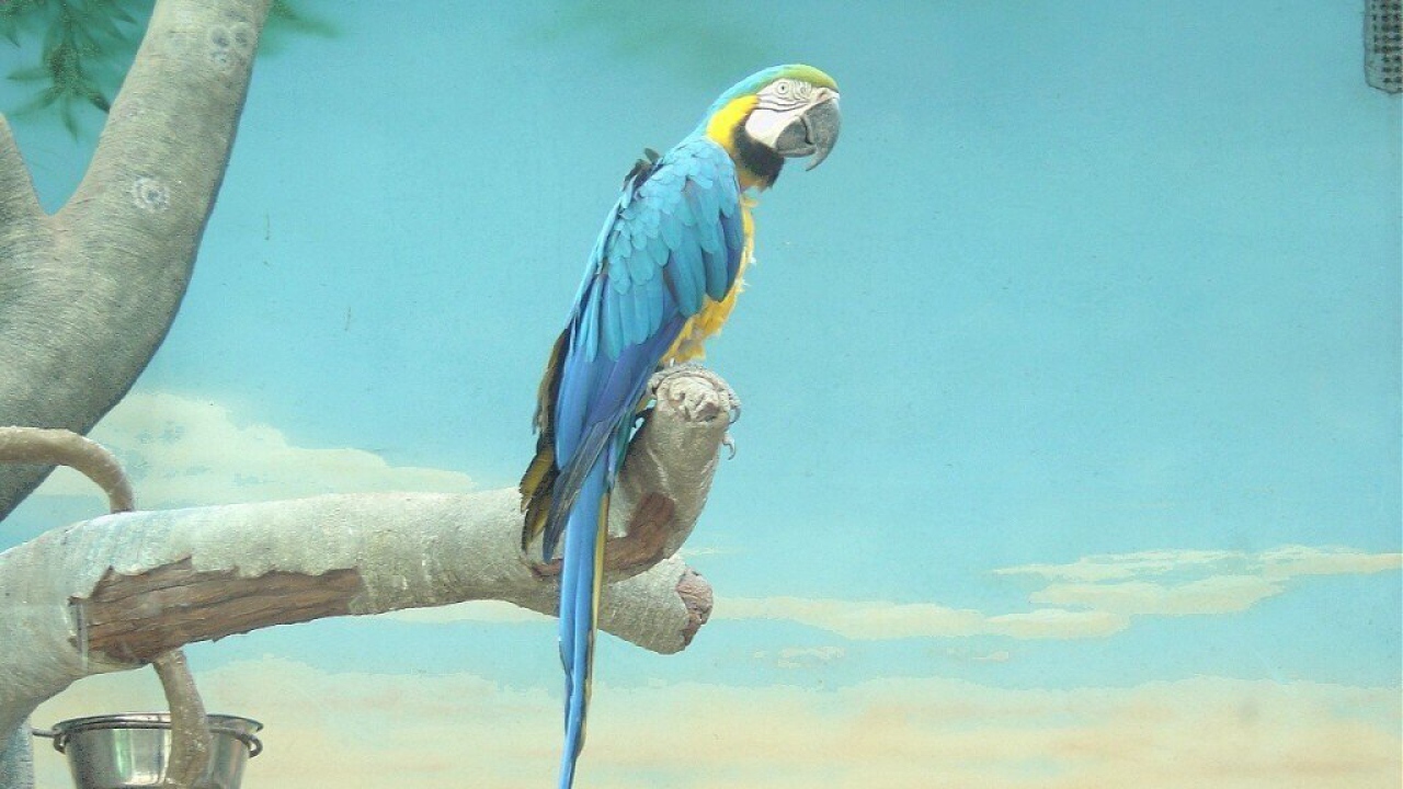 Попугай джунгли