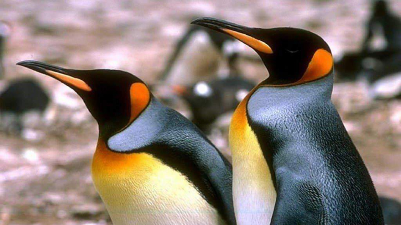 Пингвины