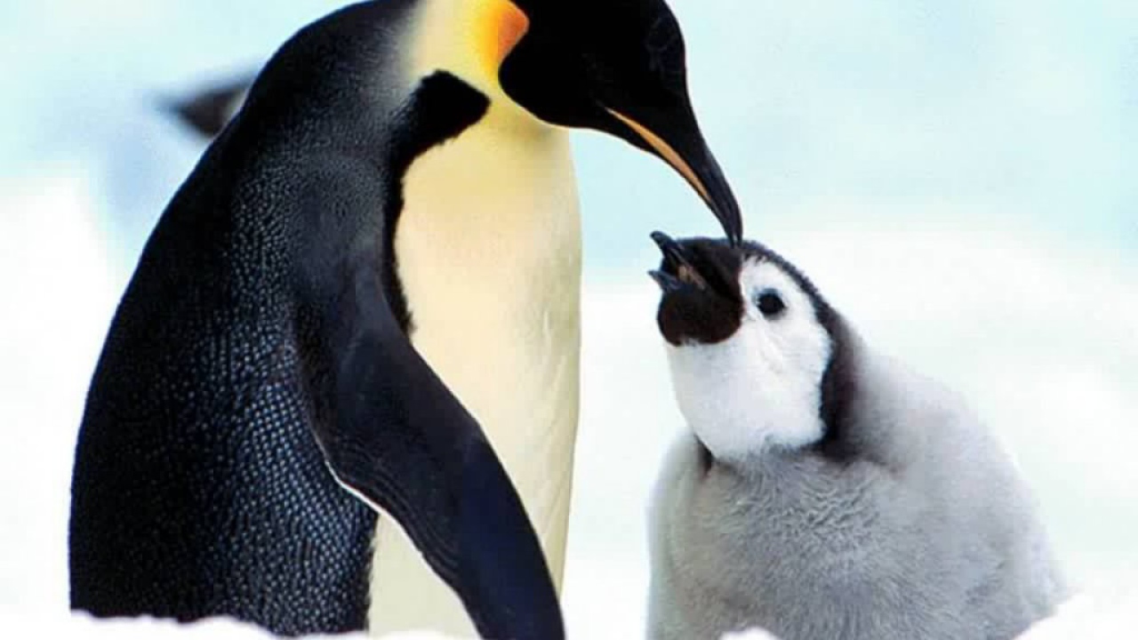 Пингвинёнок и мать
