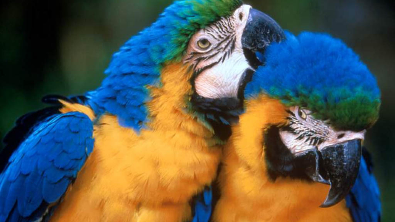 Попугайчики