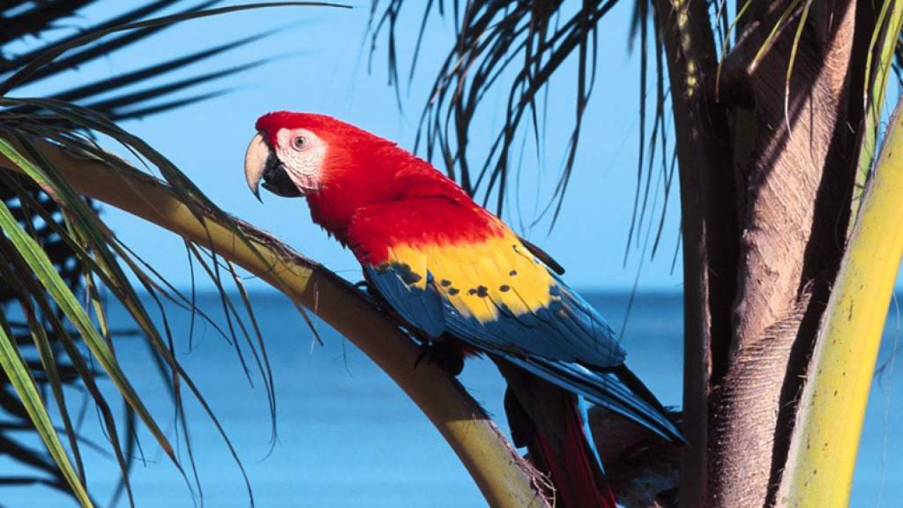 Большой попугай