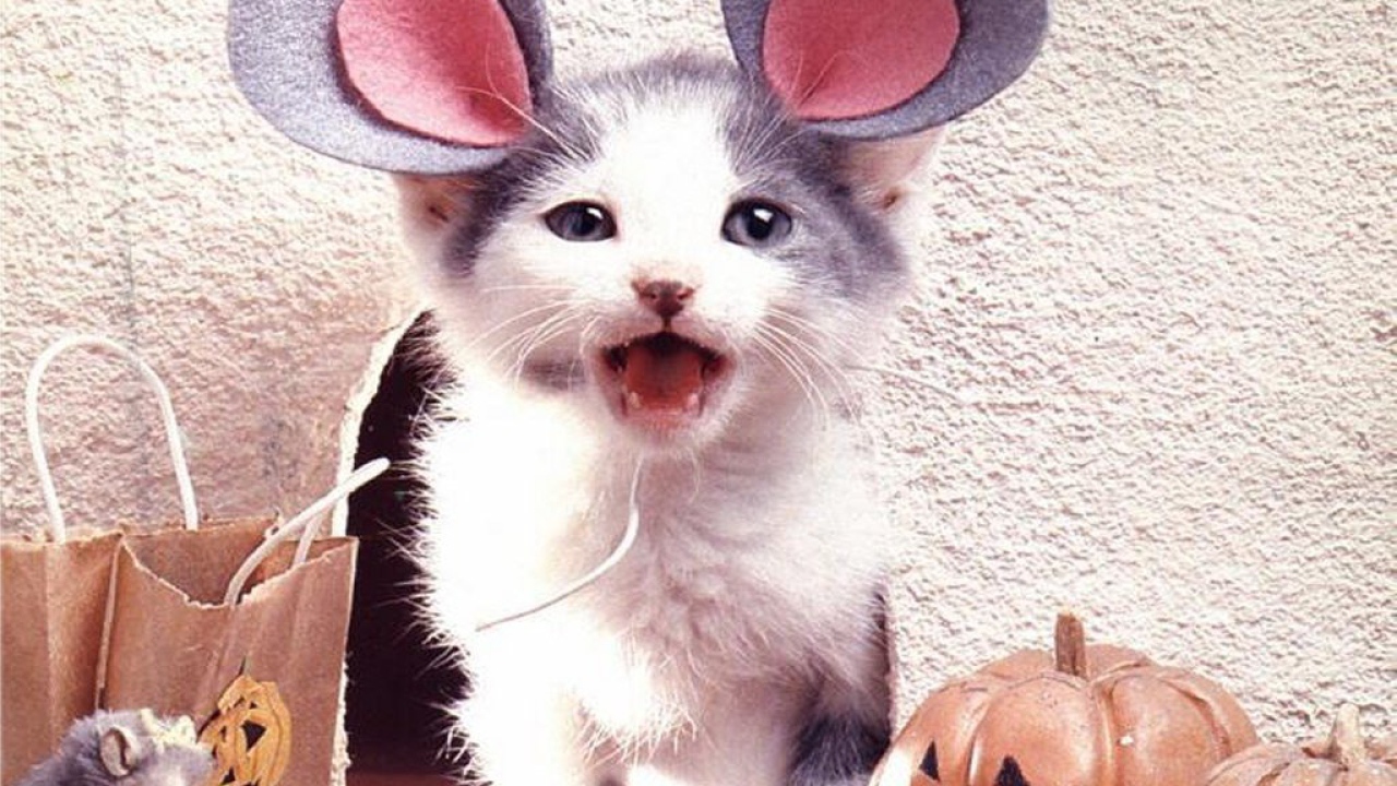 Смешная кошка