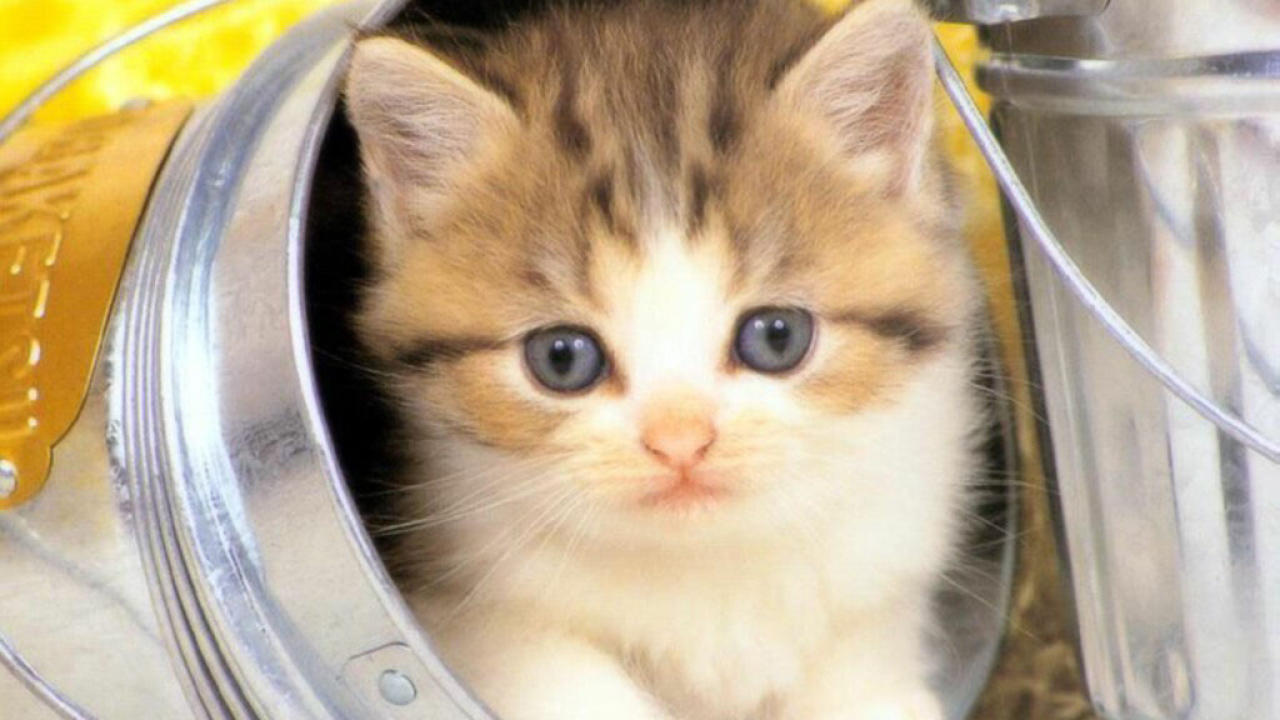 Котёнок в банке