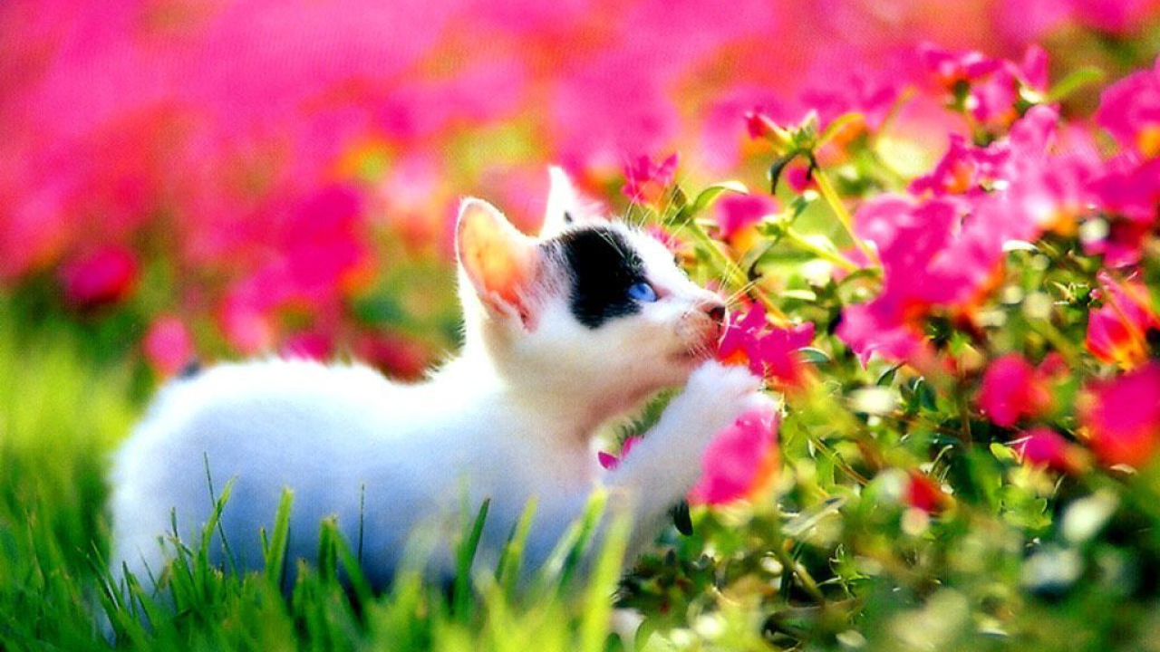 Милый котёнок