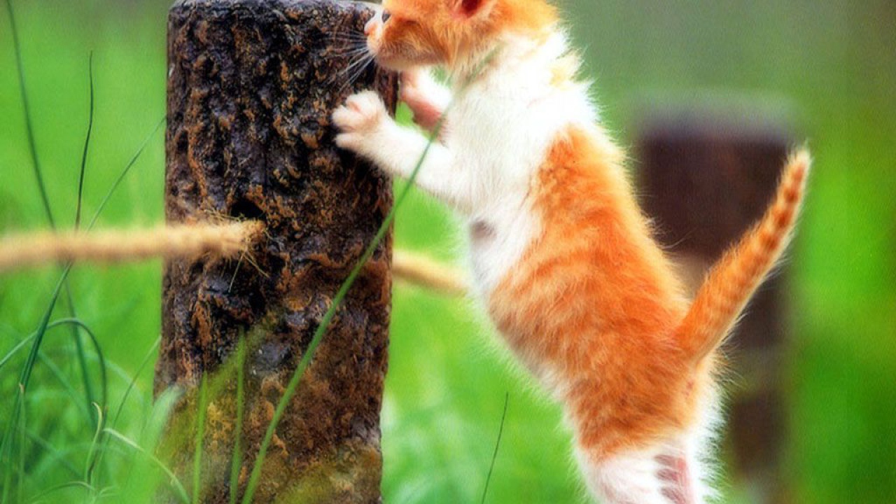 Рыжий котёнок