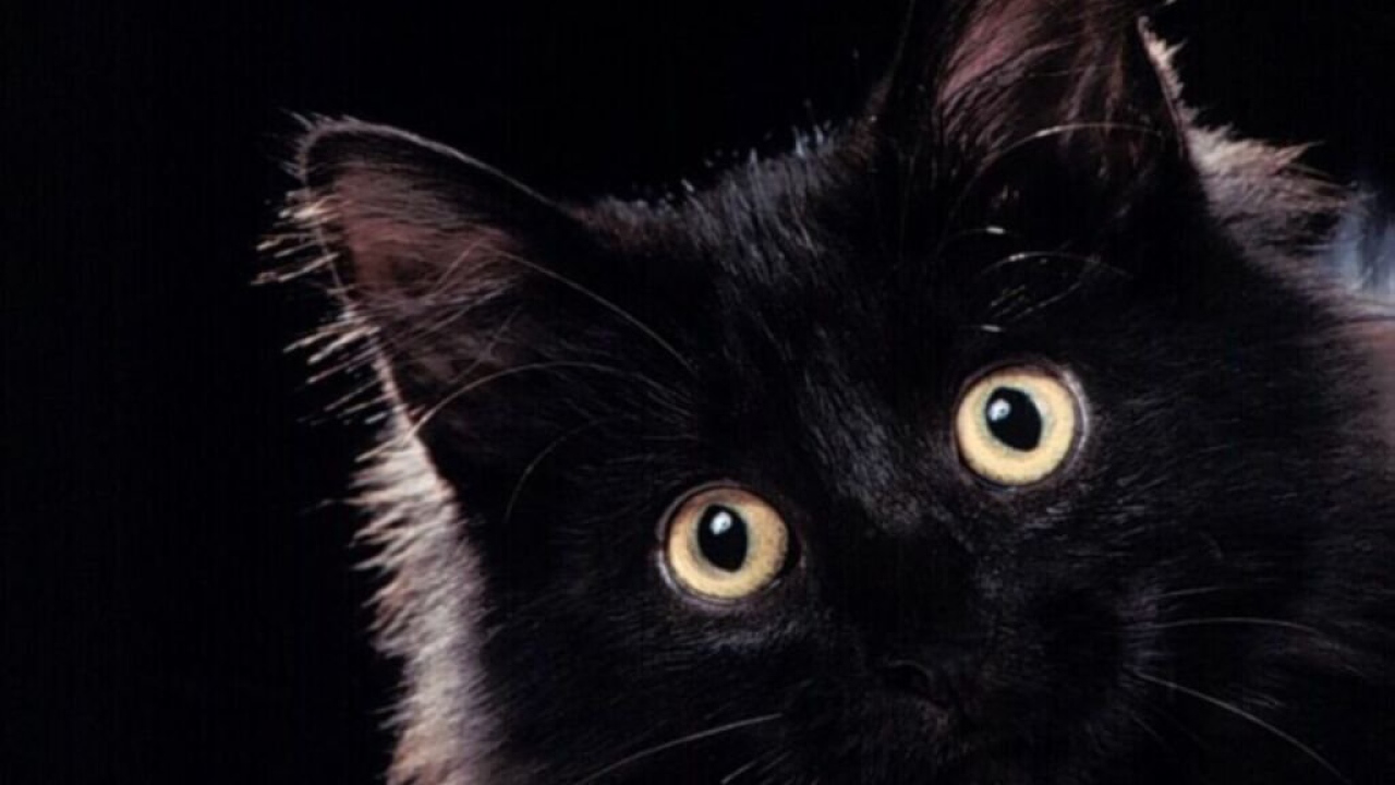 Пушистая чёрная кошечка