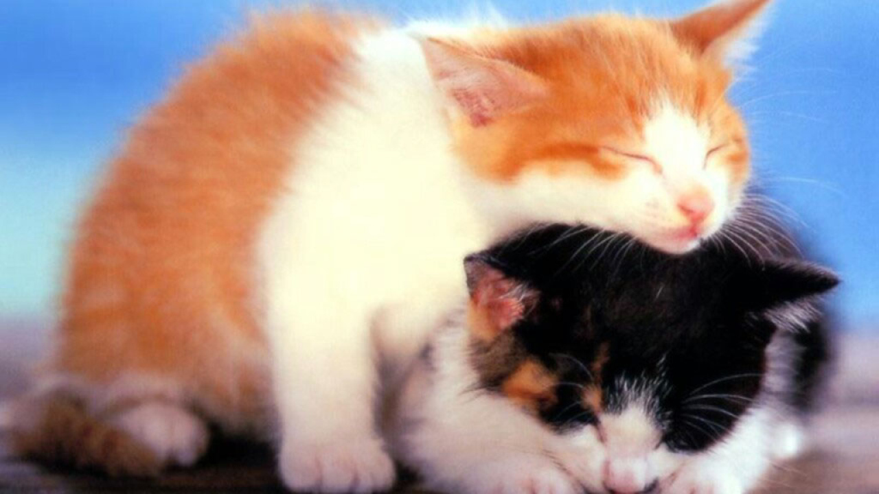 Два маленьких котёнка