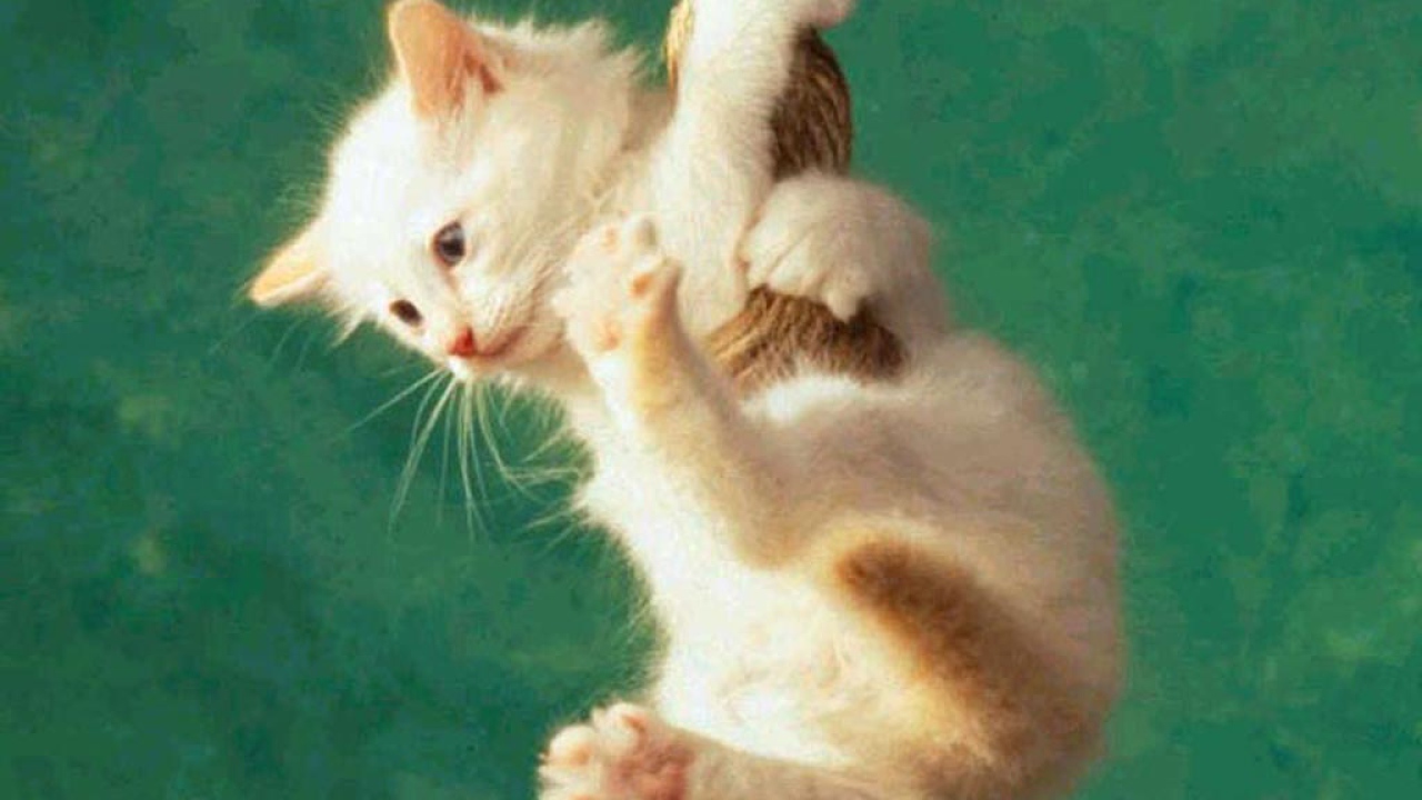 Белый котёнок