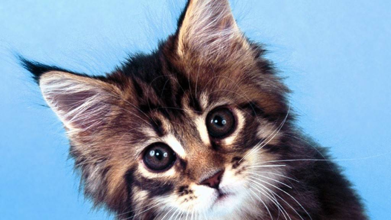 Картинка с котиком