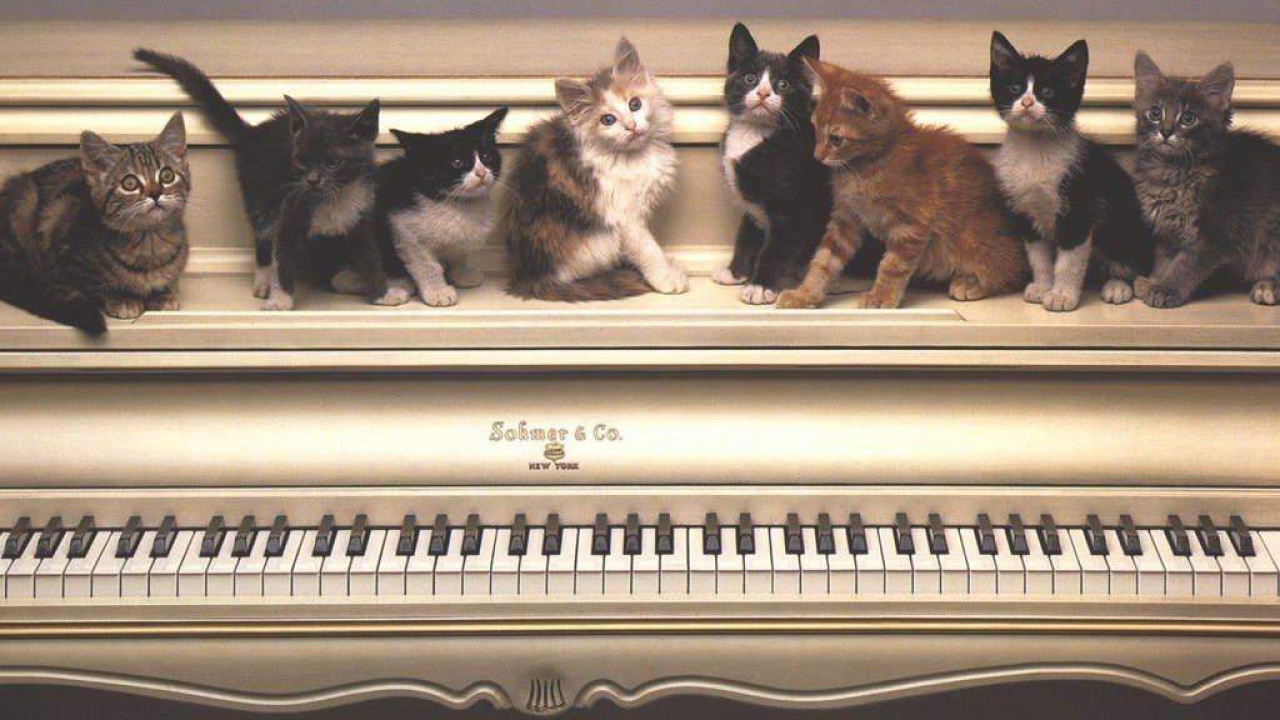 Котята на пианино