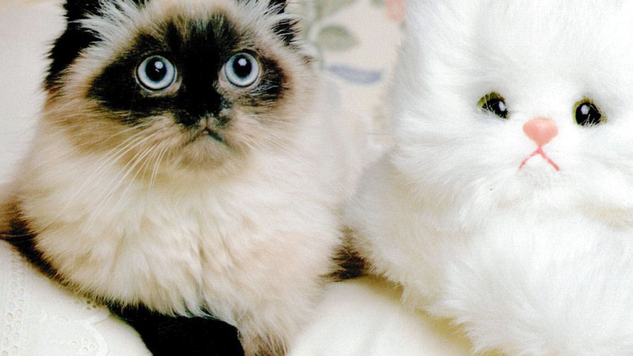 Два смешных котёнка