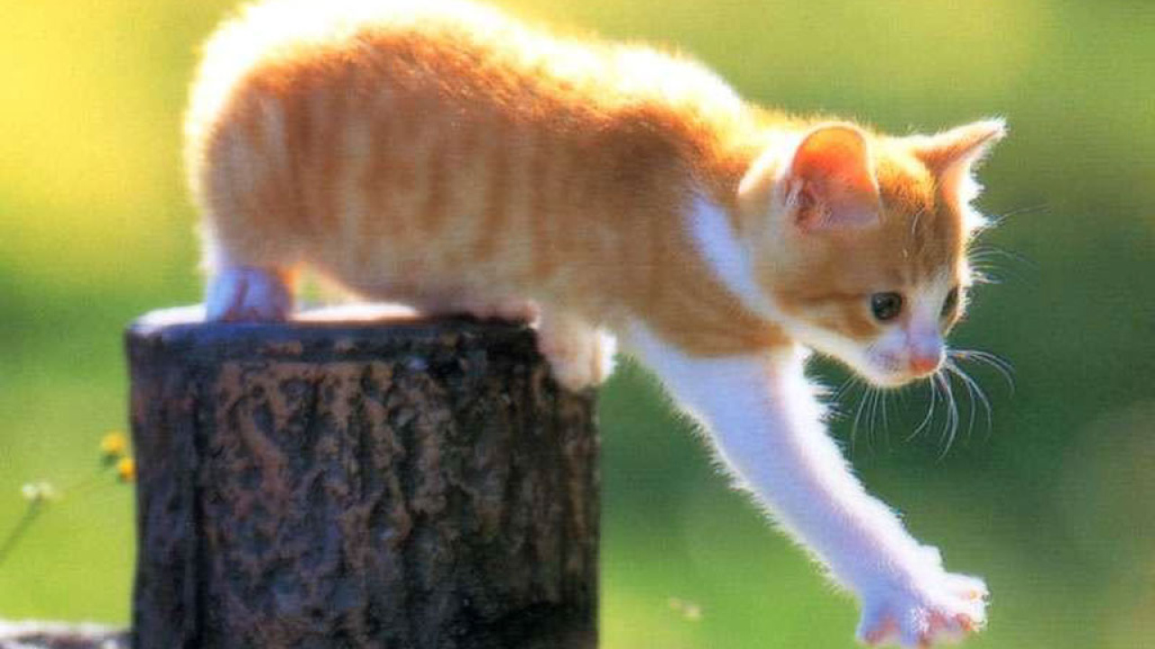 Рыжий котёнок