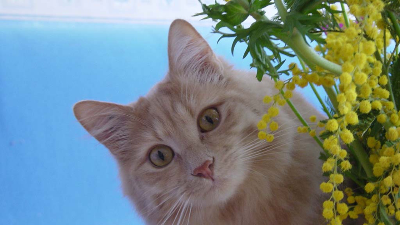 Картинка с кошкой