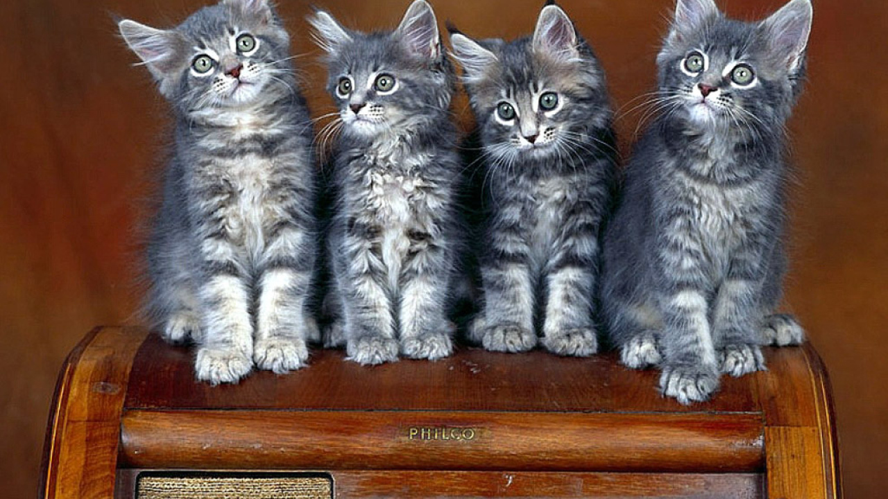 Котята на стуле