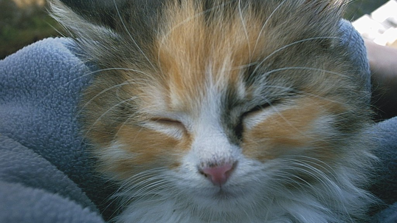 Спящая киска