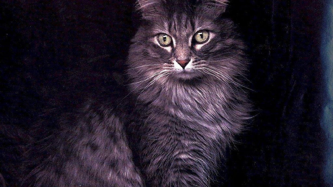 Большой кот