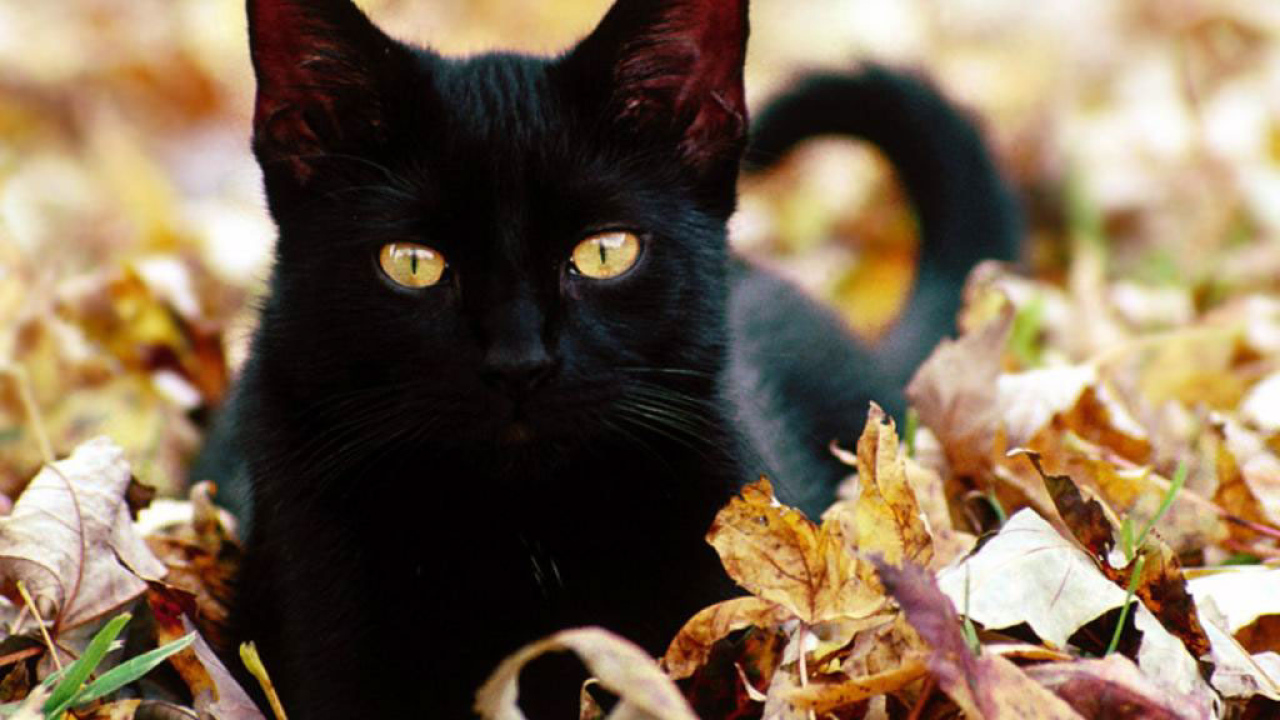 Чёрный кот