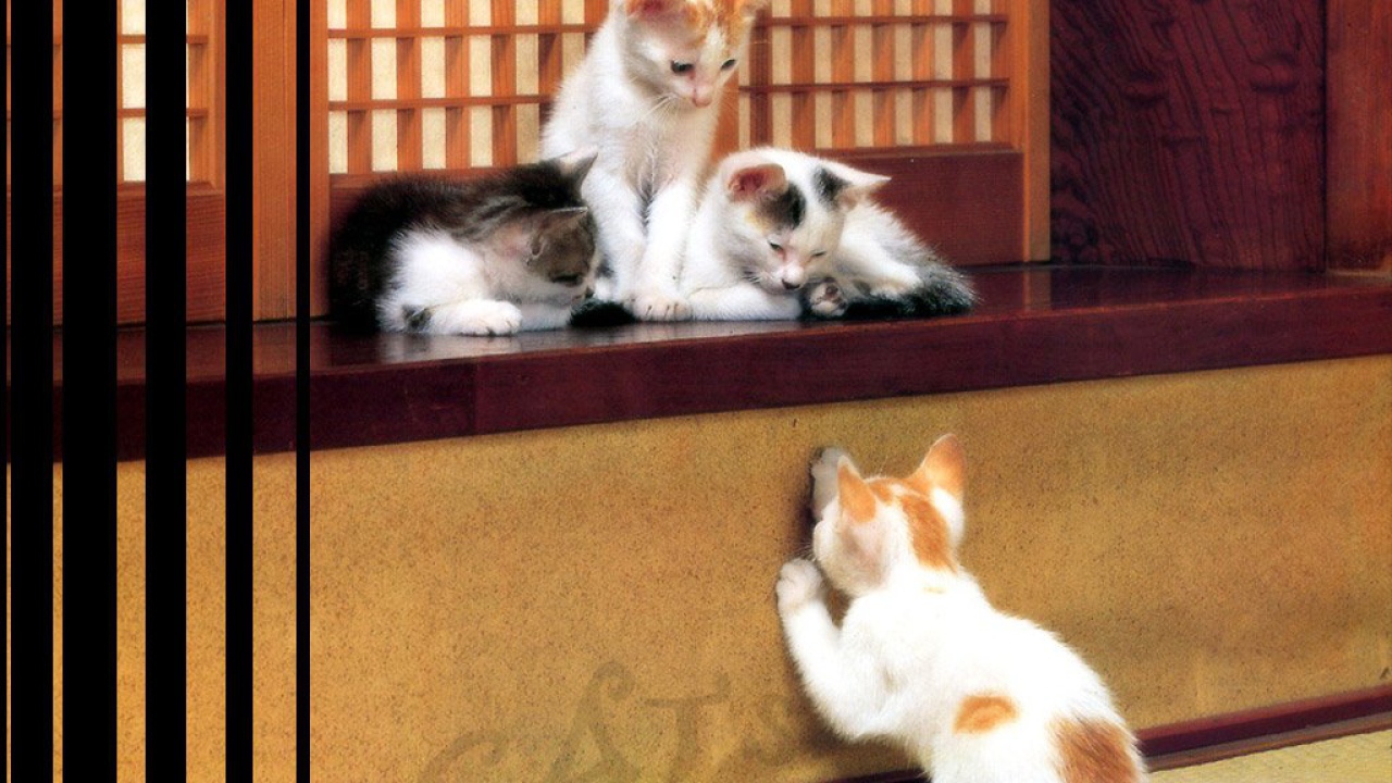 Игривые котята