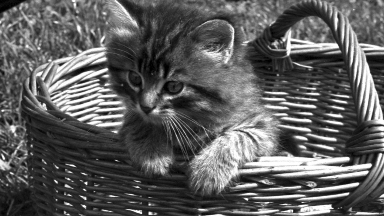 Котёнок в корзинке