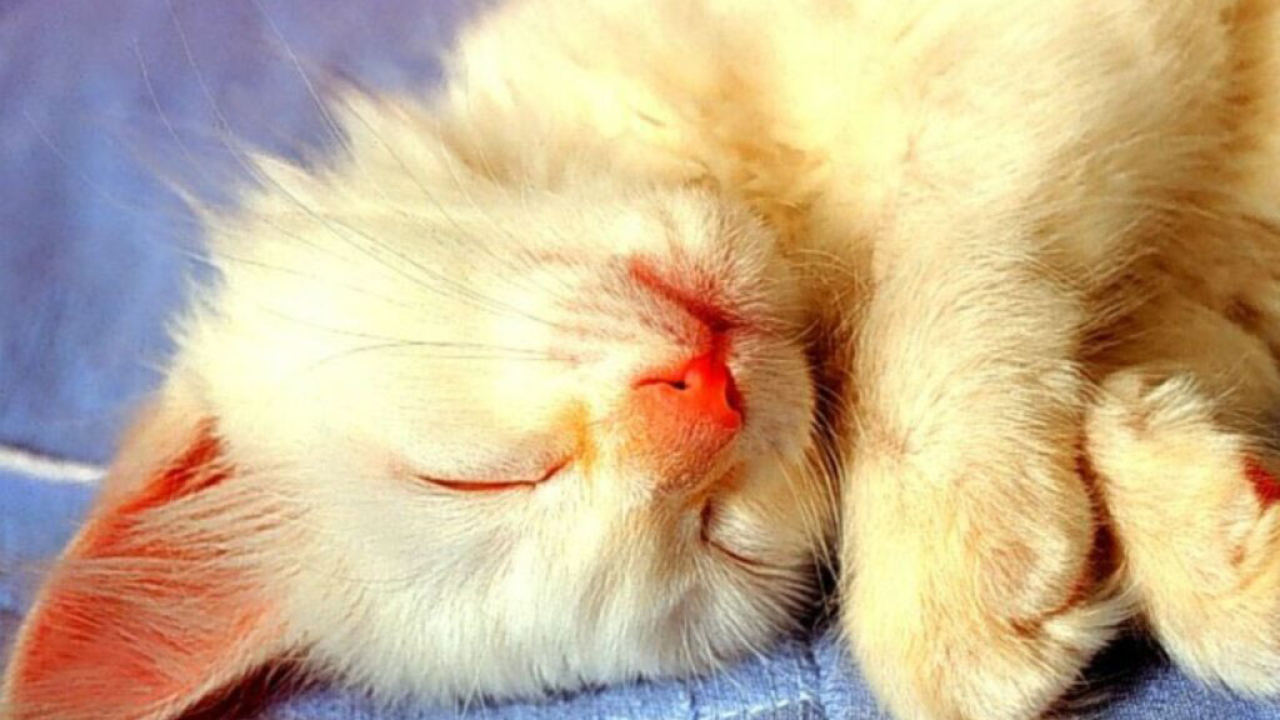 Спящий белый кот