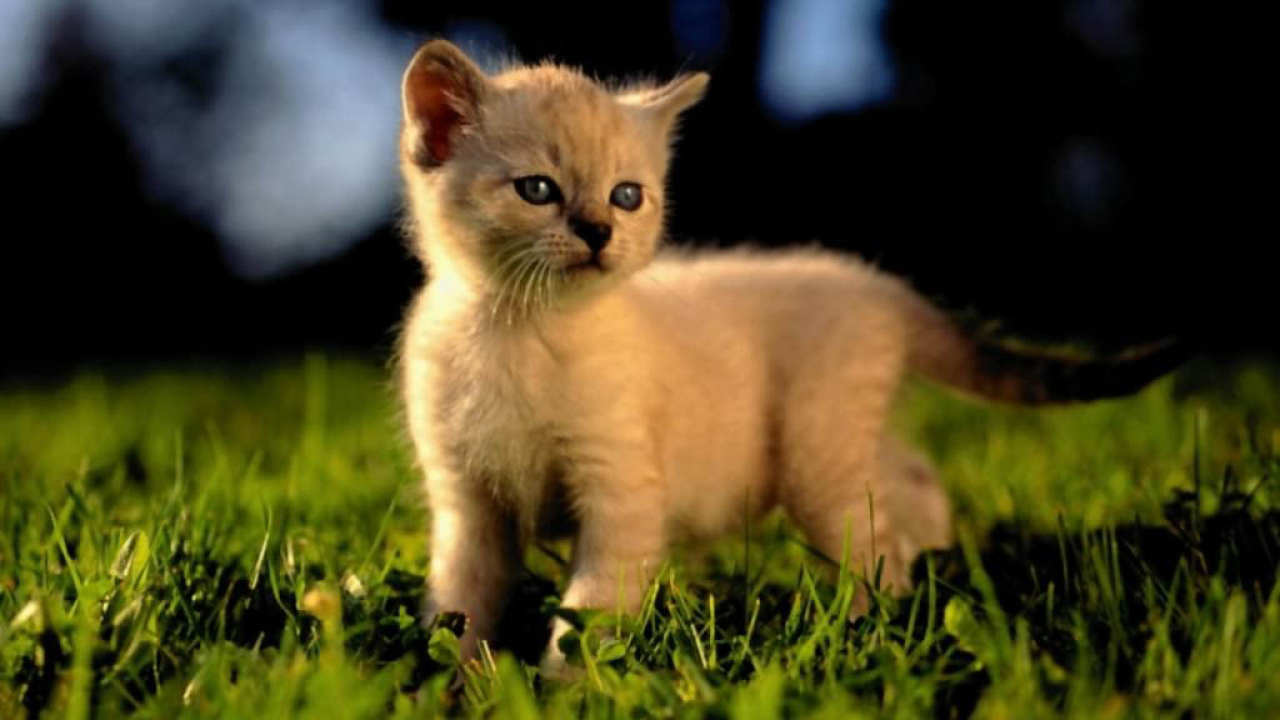 Кошка на траве