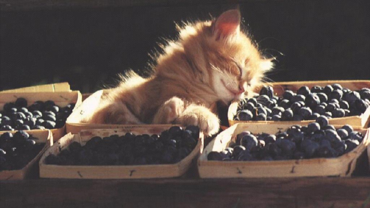 Пушистый кот