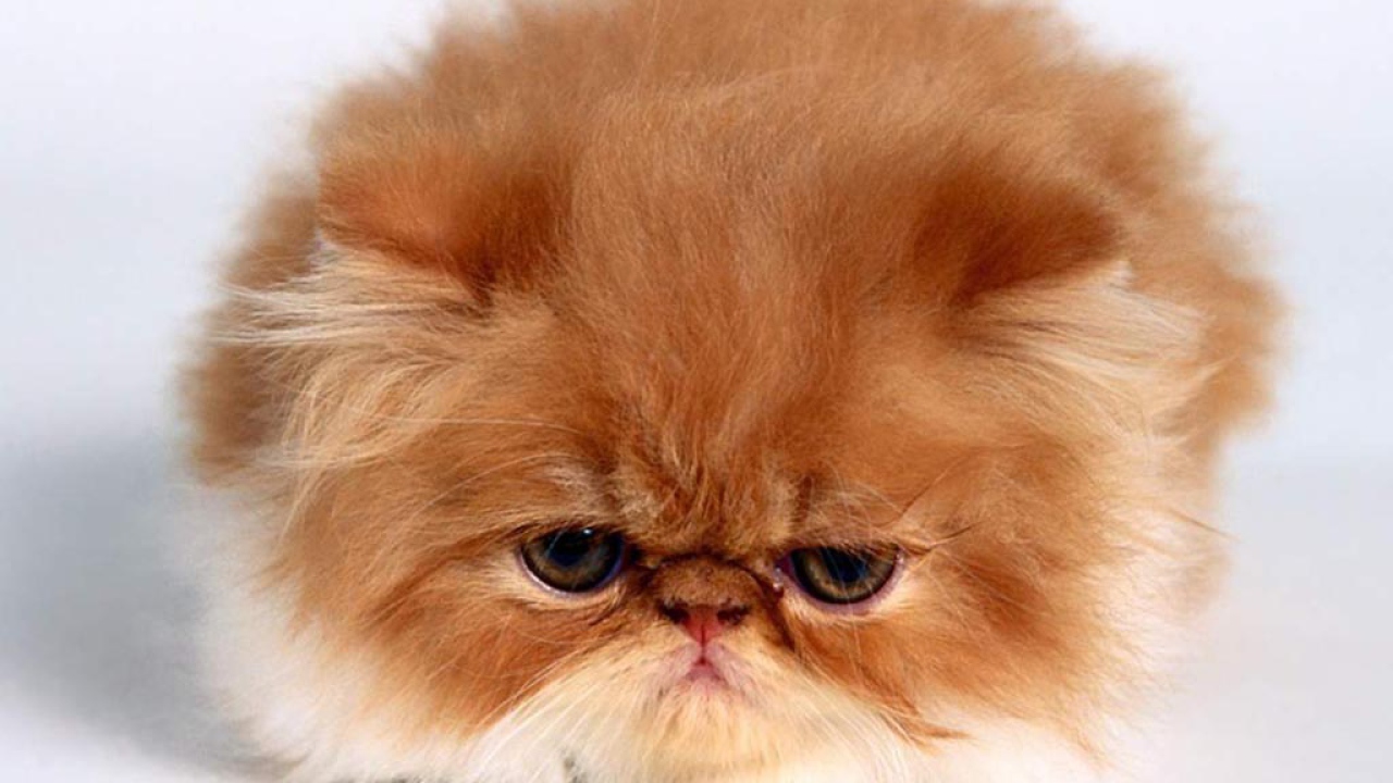 Рыжий пушистый котёнок