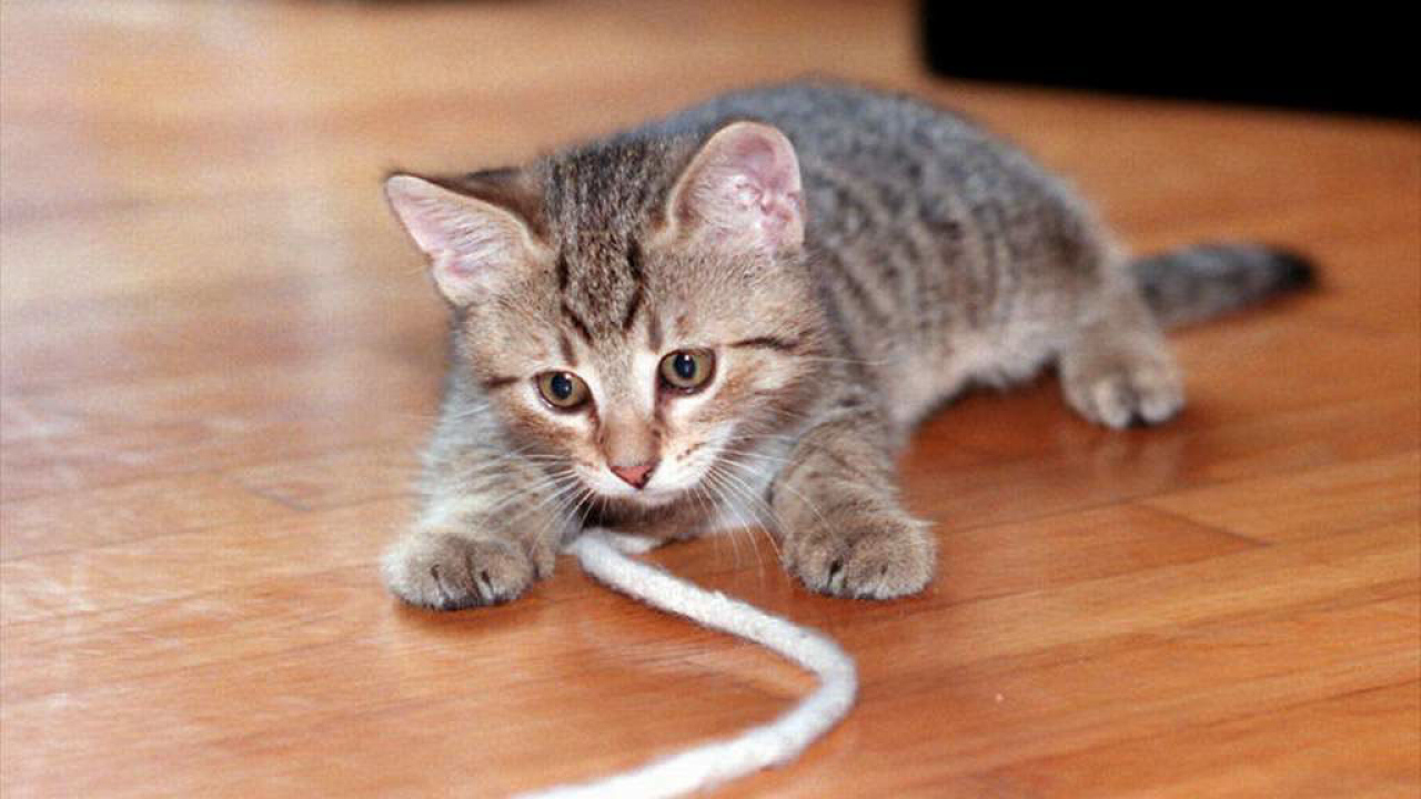 Игривый кот