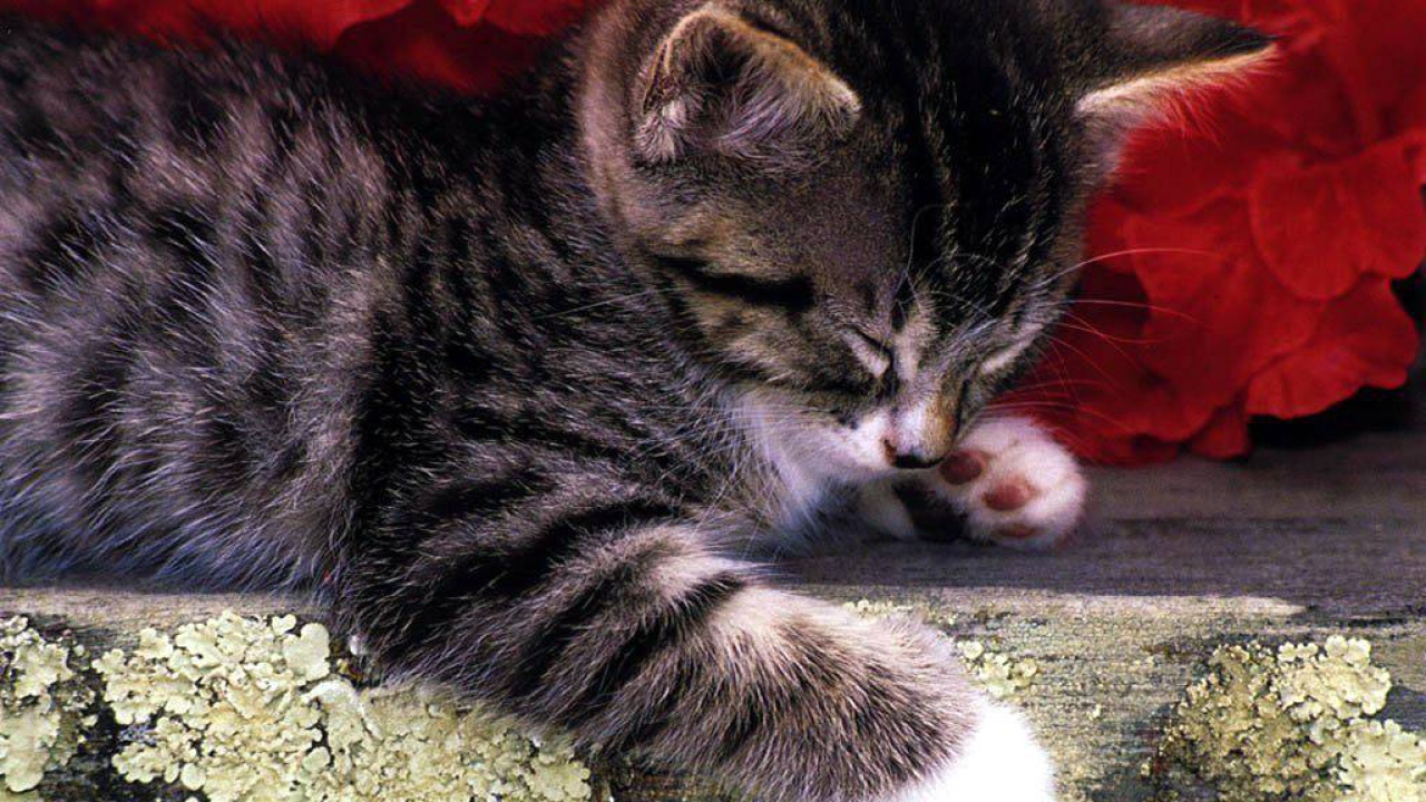 Полосатый кот