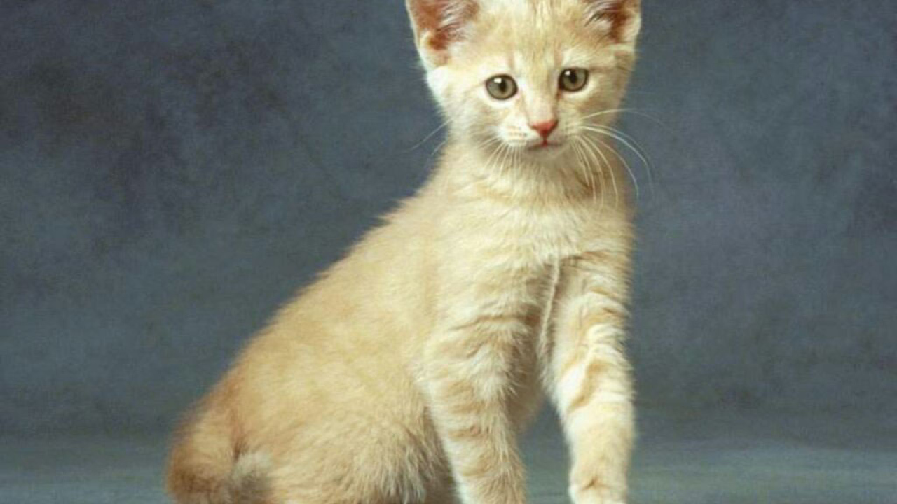 Маленькая кошка