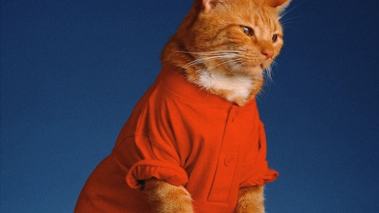 Кошка в одежде