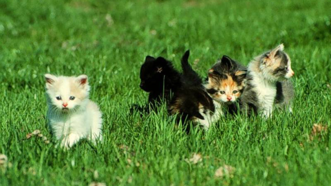 Котята малыши