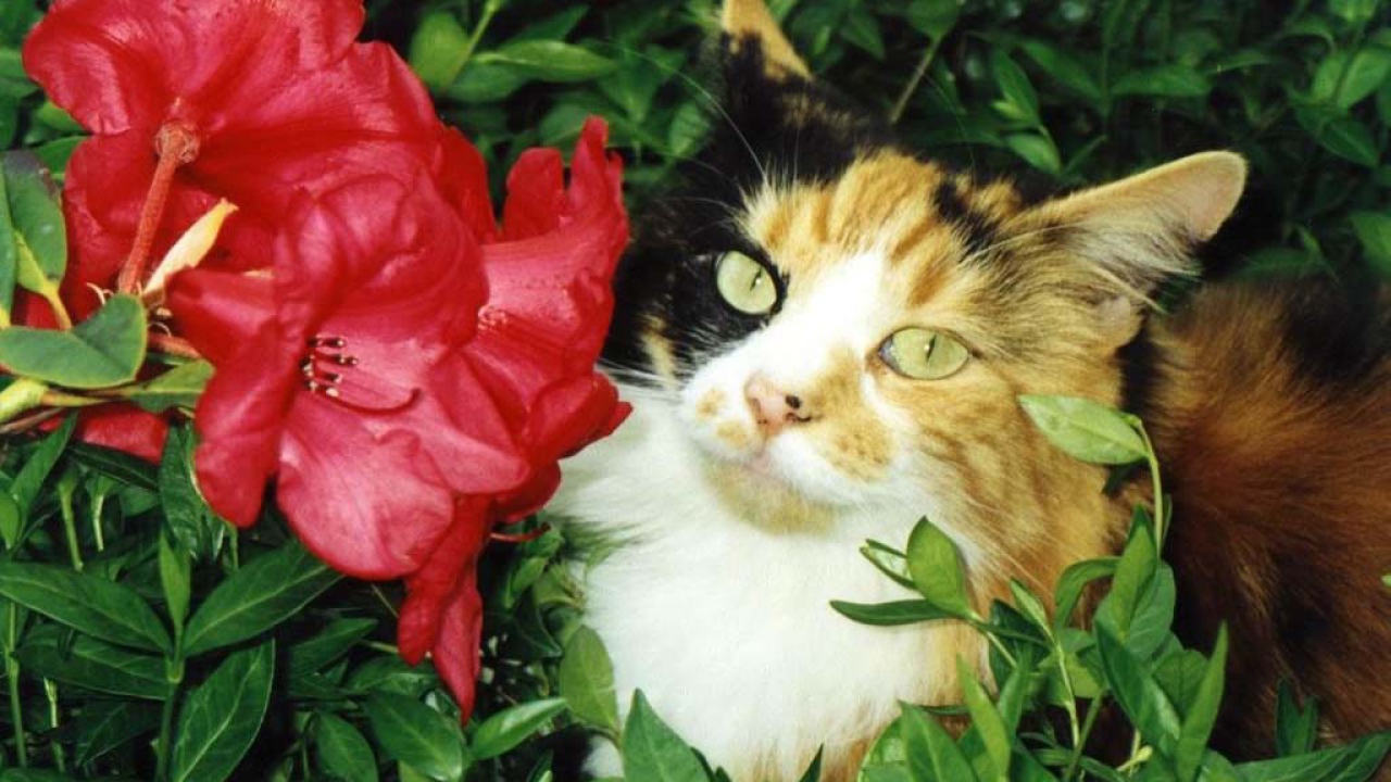 Кошка и цветок