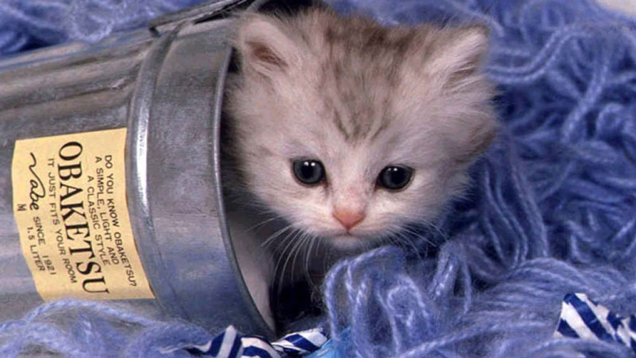 Домик для кота