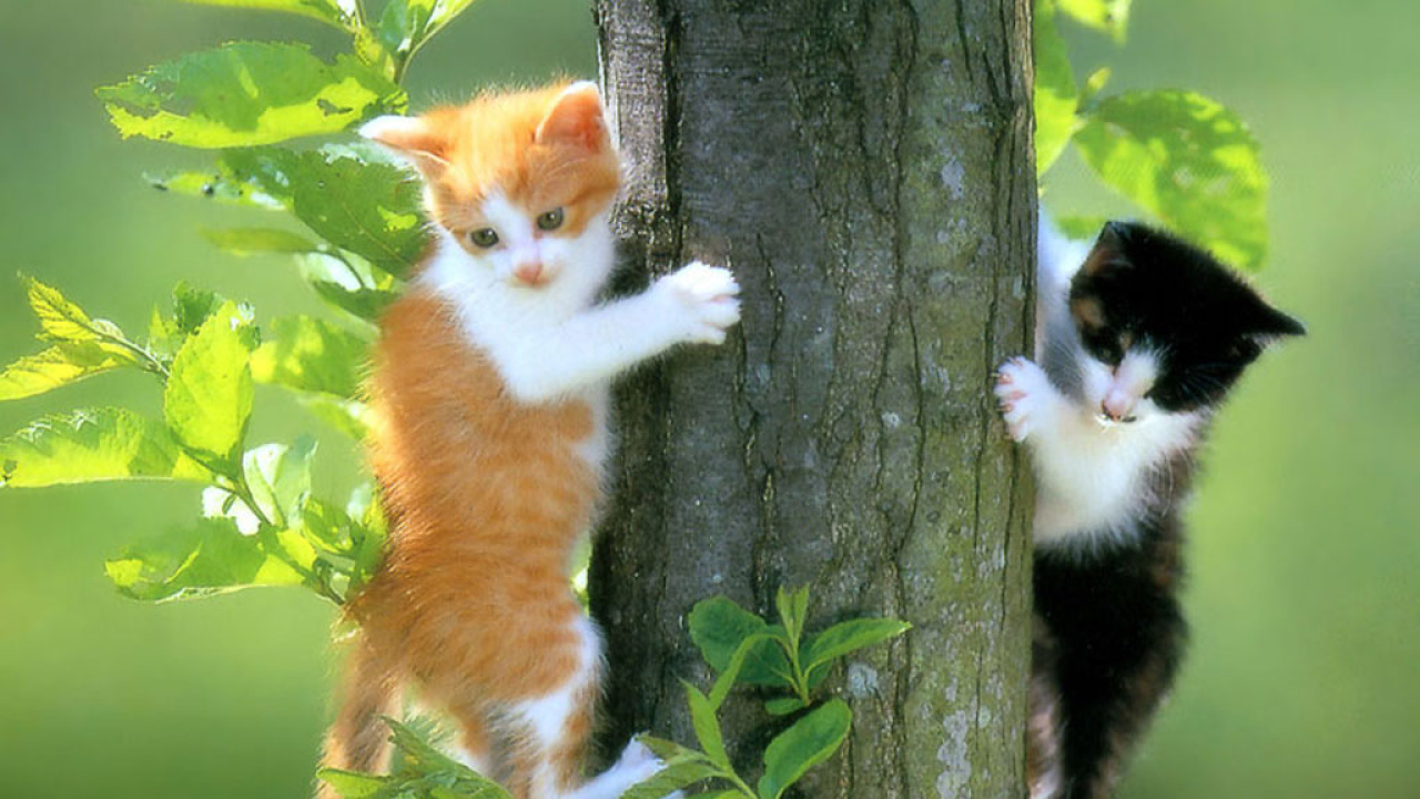 Котята на дереве