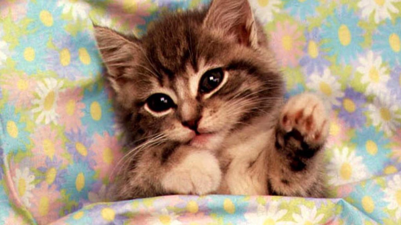 Котик в постеле